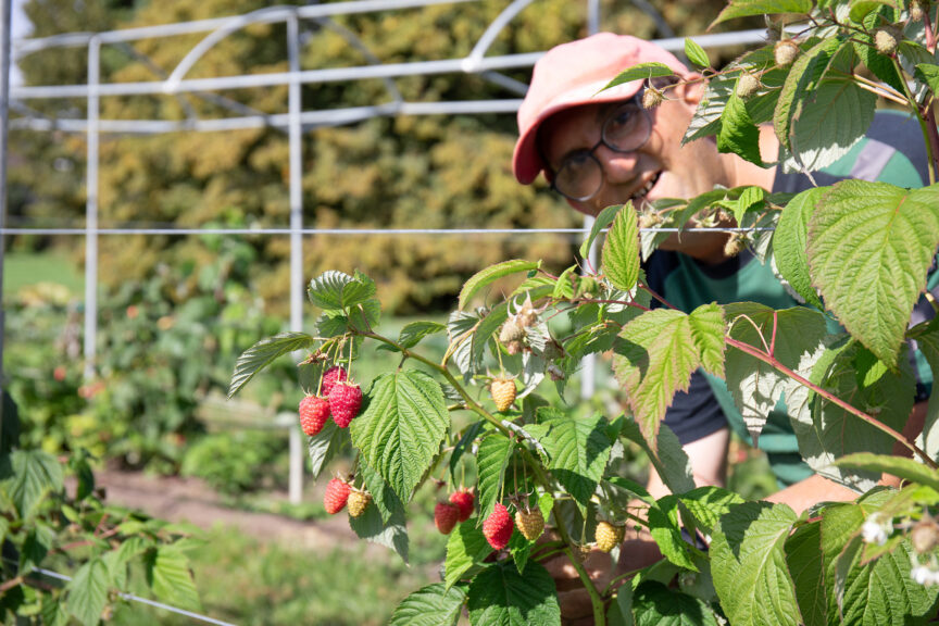 Gartenunterhalt_Himbeeren_739A6996_RGB_ST